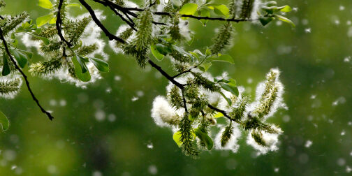 pollenflug_small