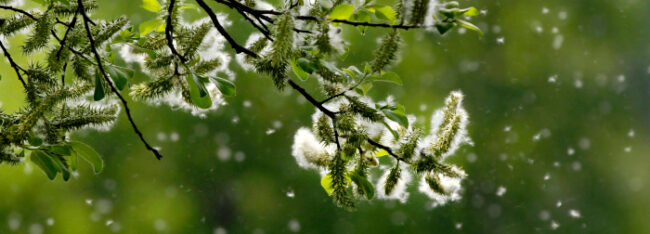 pollenflug_small